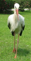 Storch