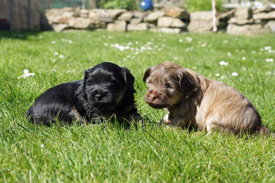 Char-can und Char-len, das erste Mal im Garten!