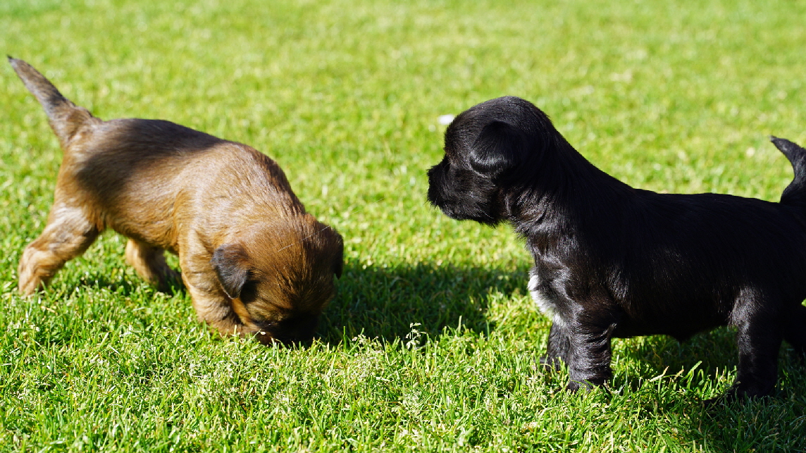 Honey  Matilda und Happy, die Hndinnen