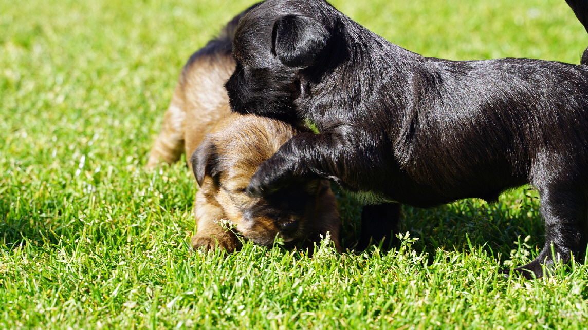 Die Hndinnen Matilda und Happy