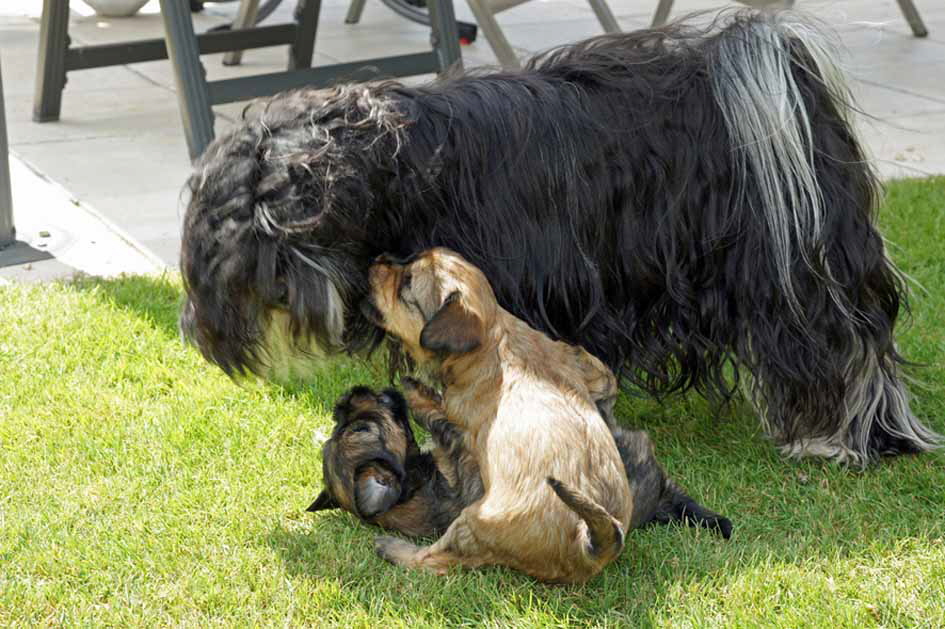 Die jungen Damen spielen mit Yuma!