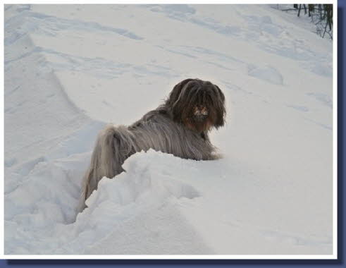 Die "braune" Raja im Schnee