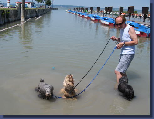 Unsere Hunde im Neusiedler-See