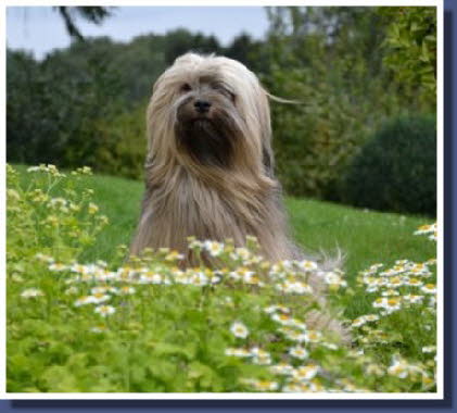 Kashi auf der Blumenwiese