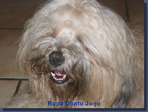 Rupa Dhatu Jo-jo