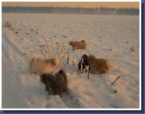 5 Tibeter im Schnee