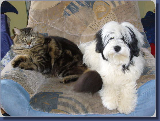 Ri-co mit Kater Felix friedlich vereint Ri-co mit Kater Felix friedlich vereint