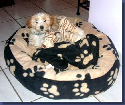 Panjara und ihr neues Bett Panjara und ihr neues Bett