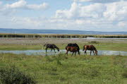 Pferde am Neusiedler See